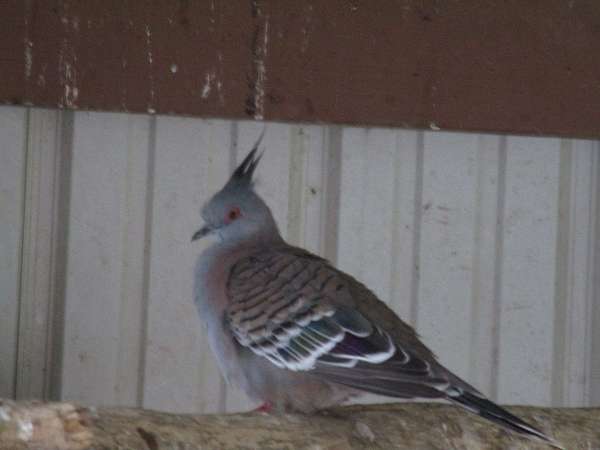 pigeon-for-sale