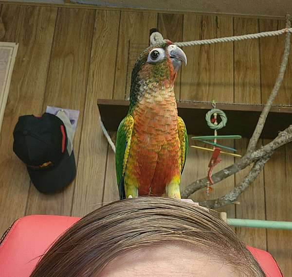 green-cheek-conure-for-sale-in-newport-wa