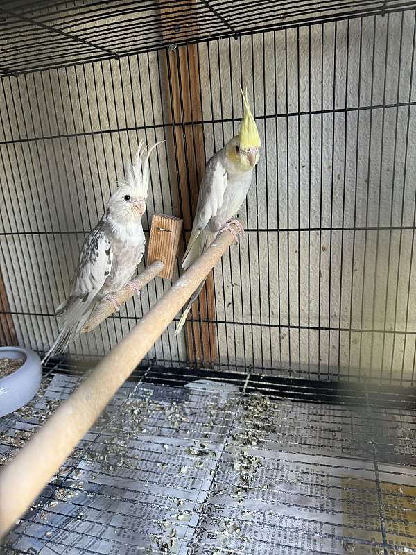 cockatiel-for-sale