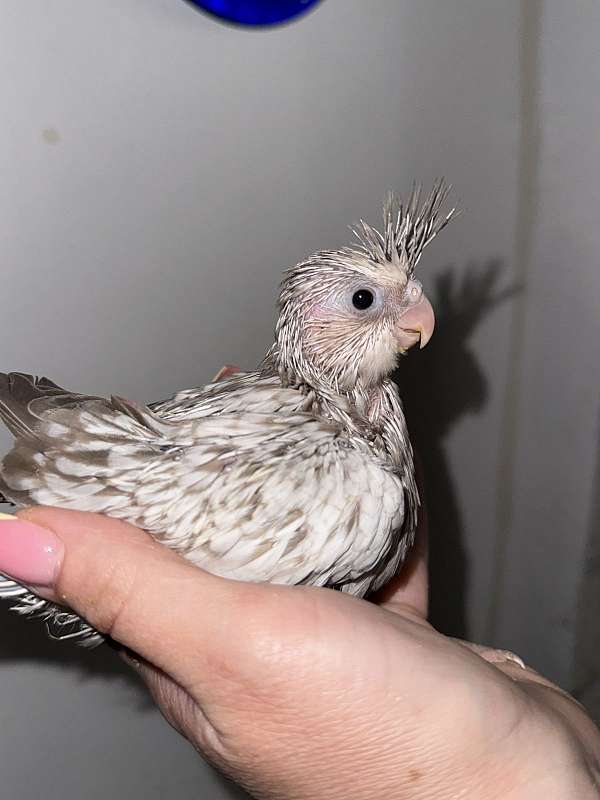 cockatiel-for-sale