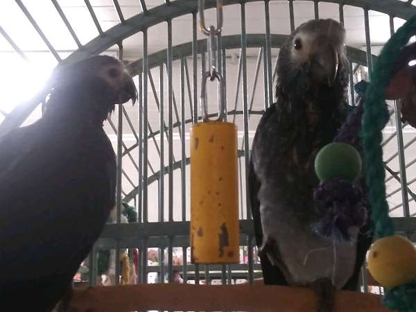 rose-timneh-african-grey-parrot-for-sale