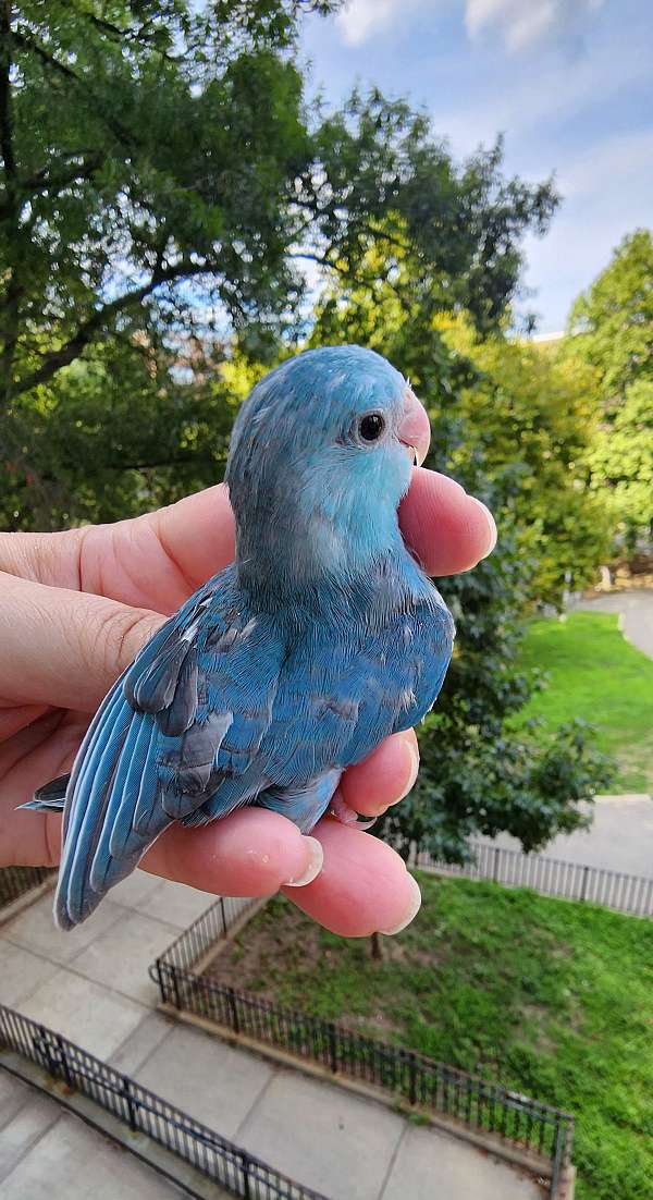 pacific-parrotlet-for-sale