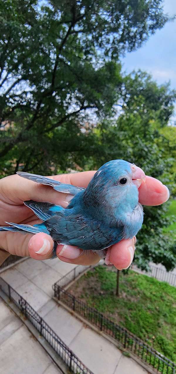 pacific-parrotlet-for-sale