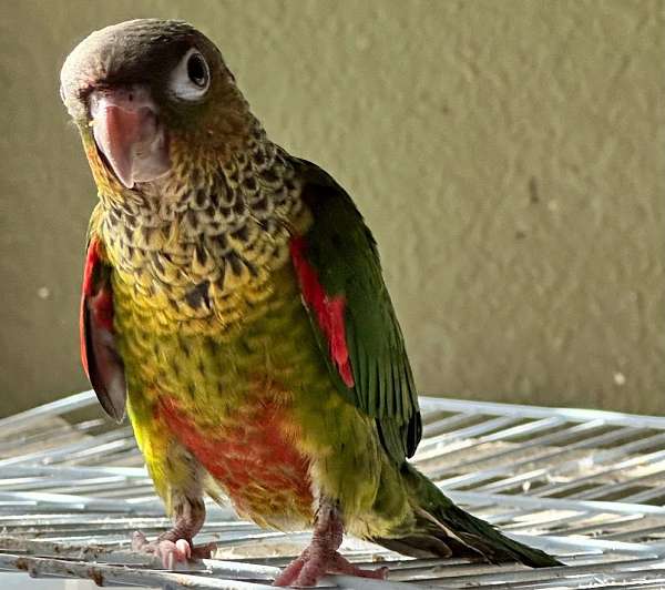 black-capped-conure-for-sale-in-mansfield-tx