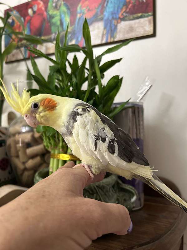 pied-yellow-bird-for-sale-in-layton-ut