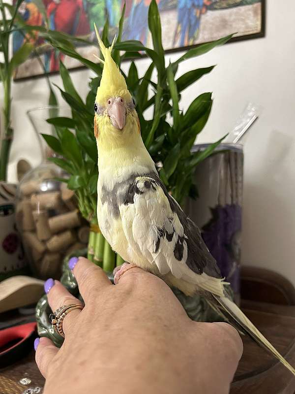 cockatiel-for-sale