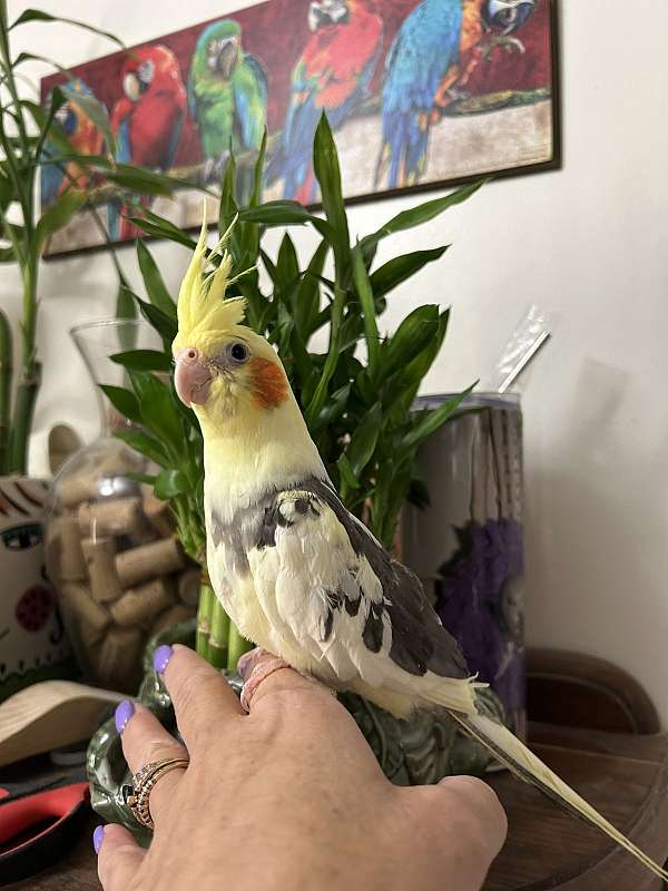 cockatiel-for-sale-in-layton-ut