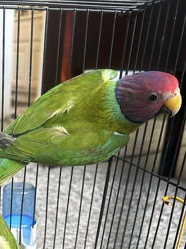 parakeet-for-sale-in-spring-tx