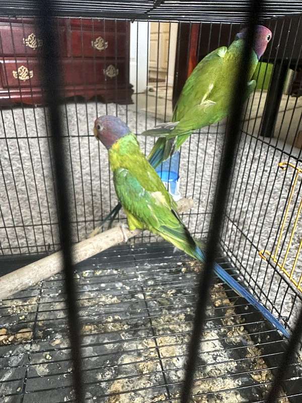 parakeet-for-sale