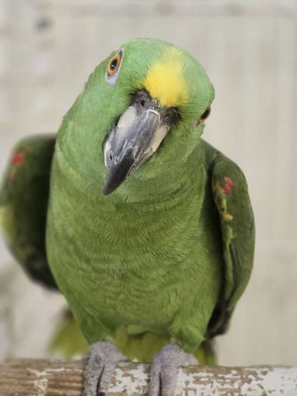 yellow-naped-amazon-parrot-for-sale