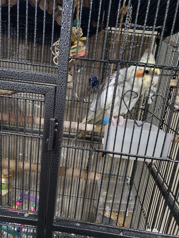 baby-bird-for-sale-in-hilliard-oh