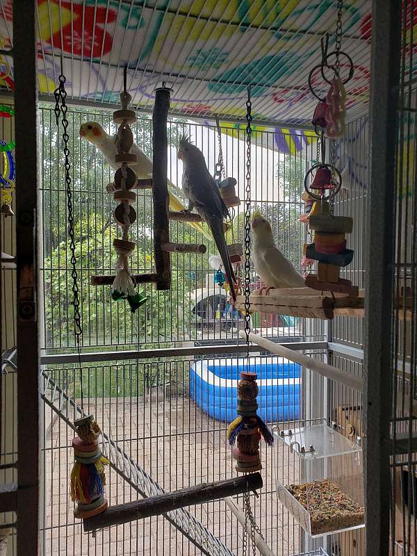 cockatiel-for-sale