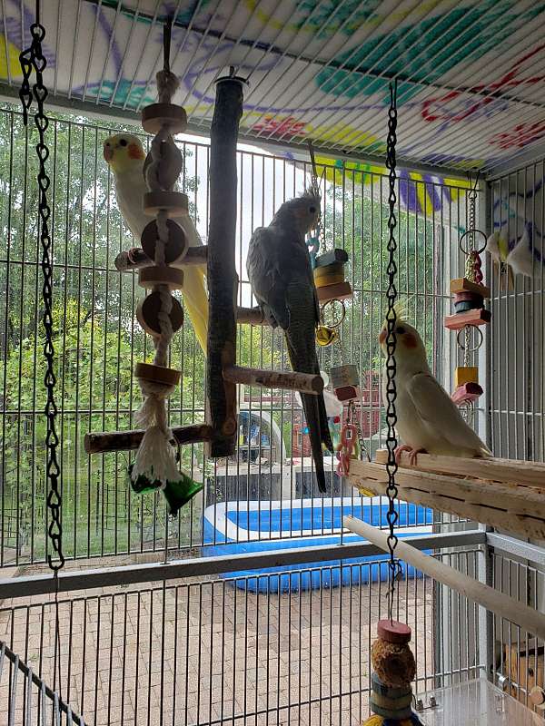 cockatiel-for-sale-in-hilliard-oh