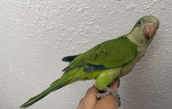 quaker-parrots-for-sale-in-battle-ground-wa