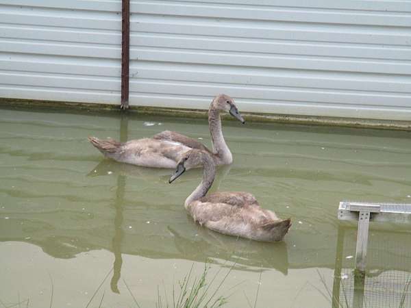 young-bird-for-sale-in-sugarcreek-oh