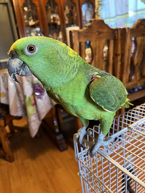 amazon-parrot-for-sale