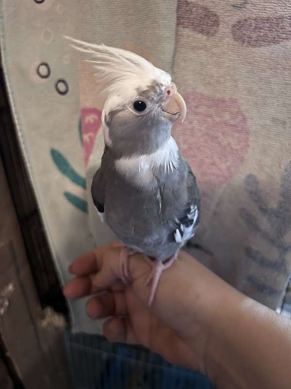 cockatiel-for-sale