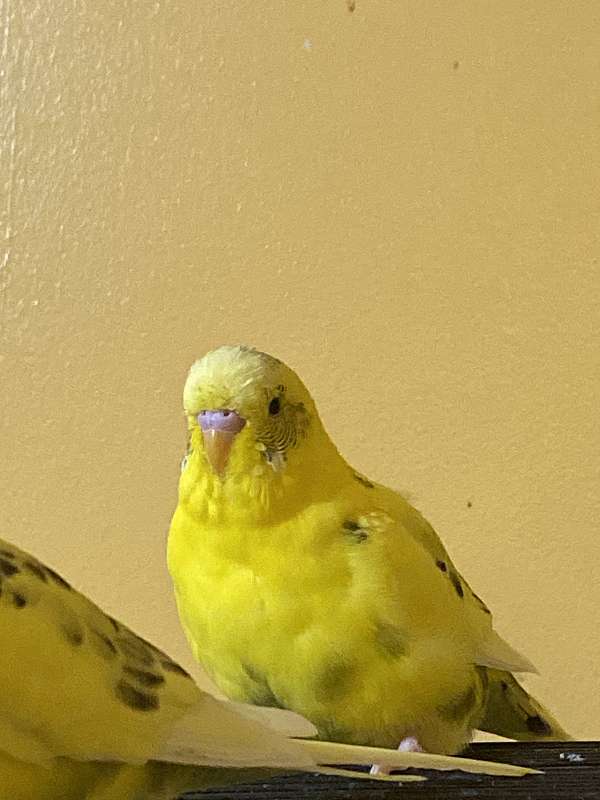 male-female-bird-for-sale-in-memphis-tn