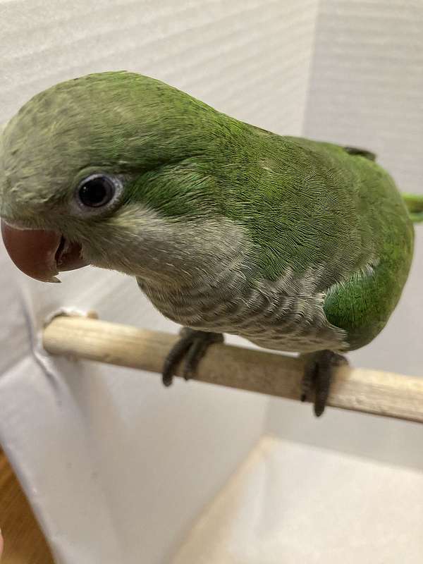 quaker-parrots-for-sale