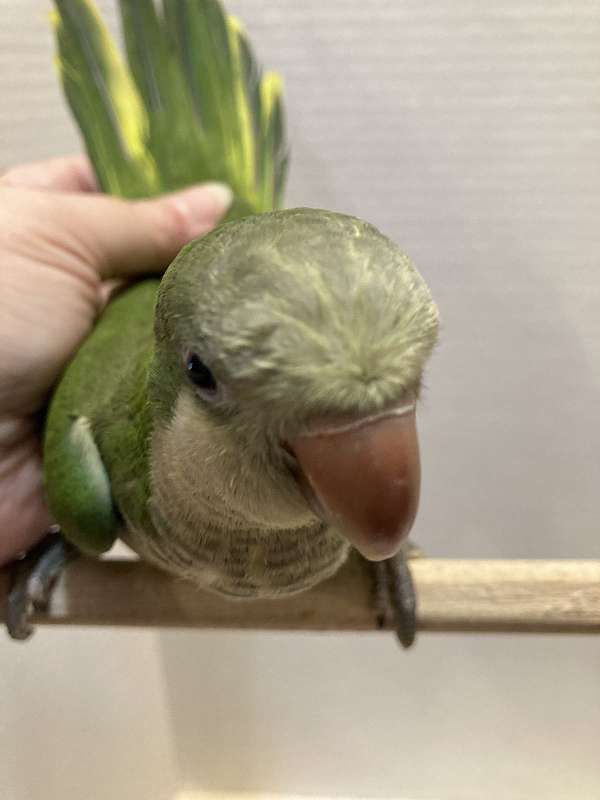 green-quaker-parrots-for-sale