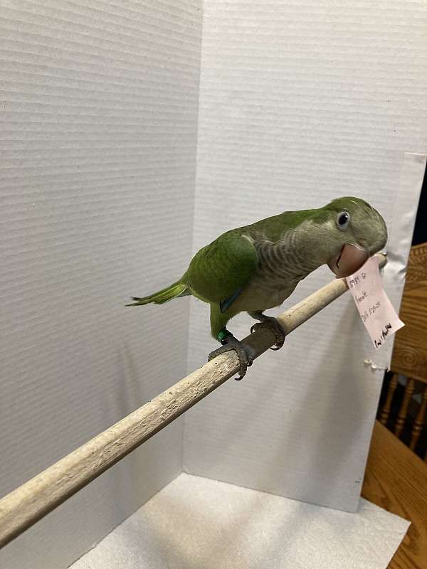 quaker-parrots-for-sale