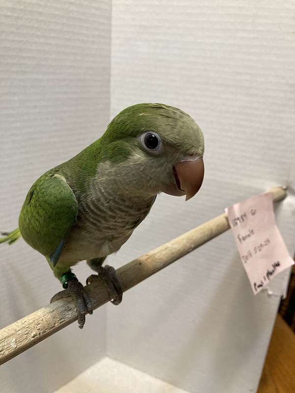 blue-quaker-parrots-for-sale