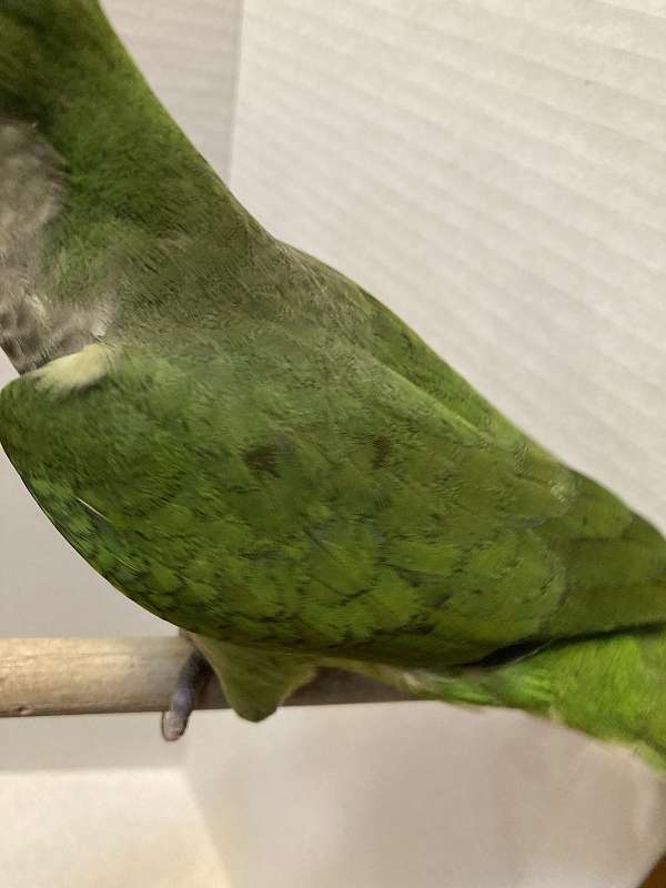 grey-quaker-parrots-for-sale