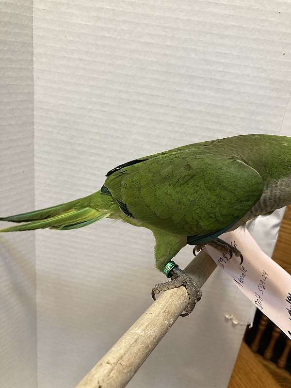 quaker-parrots-for-sale-in-sedalia-mo