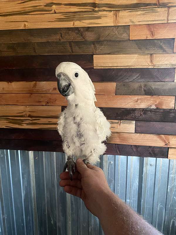 umbrella-cockatoo-for-sale-in-springdale-wa