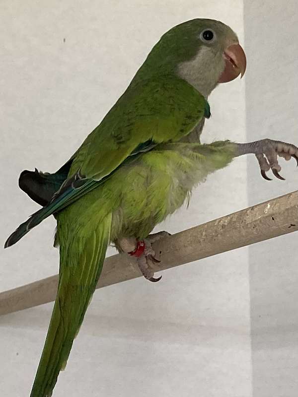 green-grey-bird-for-sale-in-sedalia-mo