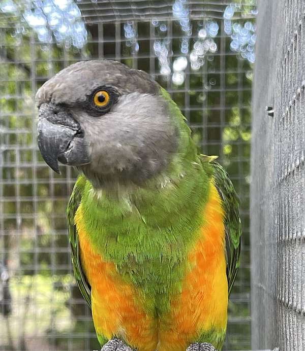 senegal-poicephalus-parrots-for-sale-in-west-palm-beach-fl