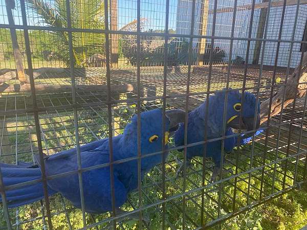 macaw-hyacinth-macaw-for-sale-in-west-palm-beach-fl