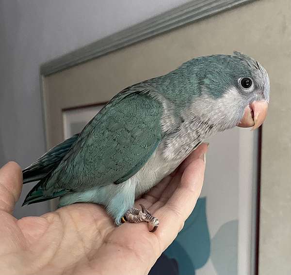 quaker-parrots-for-sale-in-zuni-va