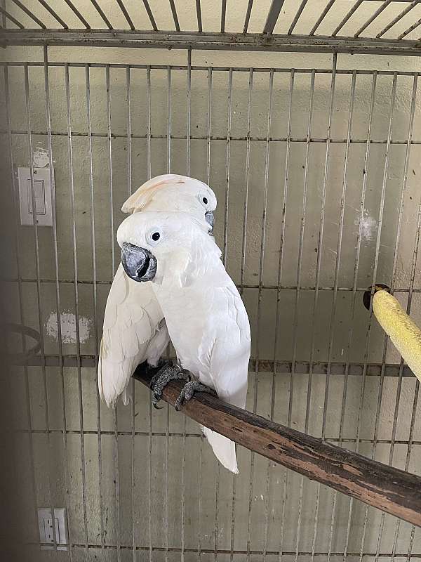 umbrella-cockatoo-for-sale