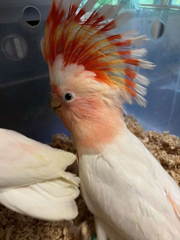 cockatoo-for-sale