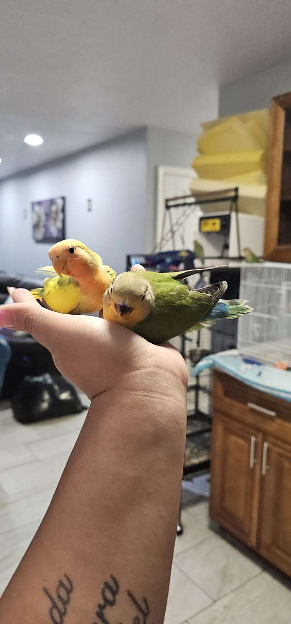 peach-faced-lovebird-for-sale