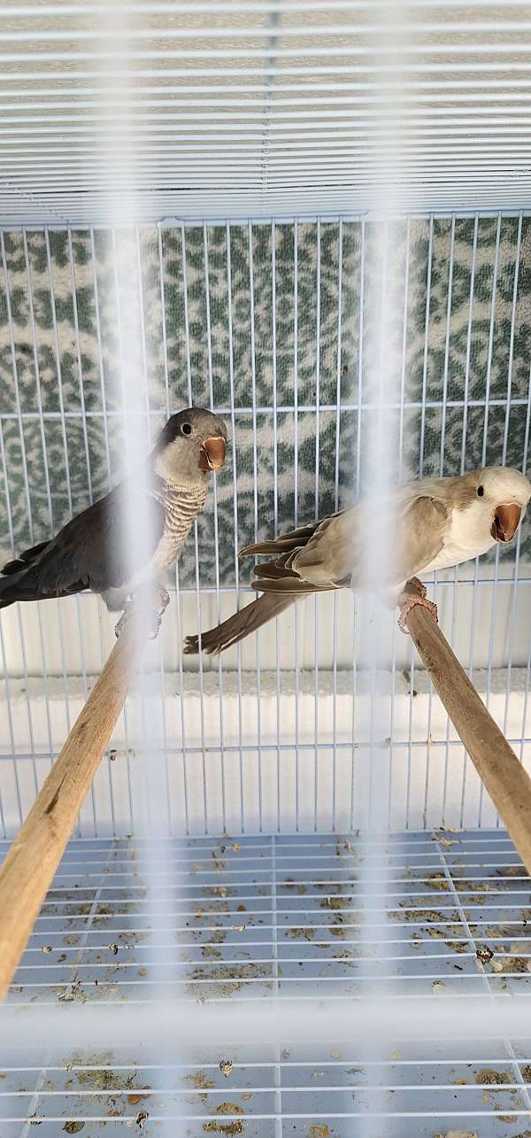 quaker-parrots-for-sale