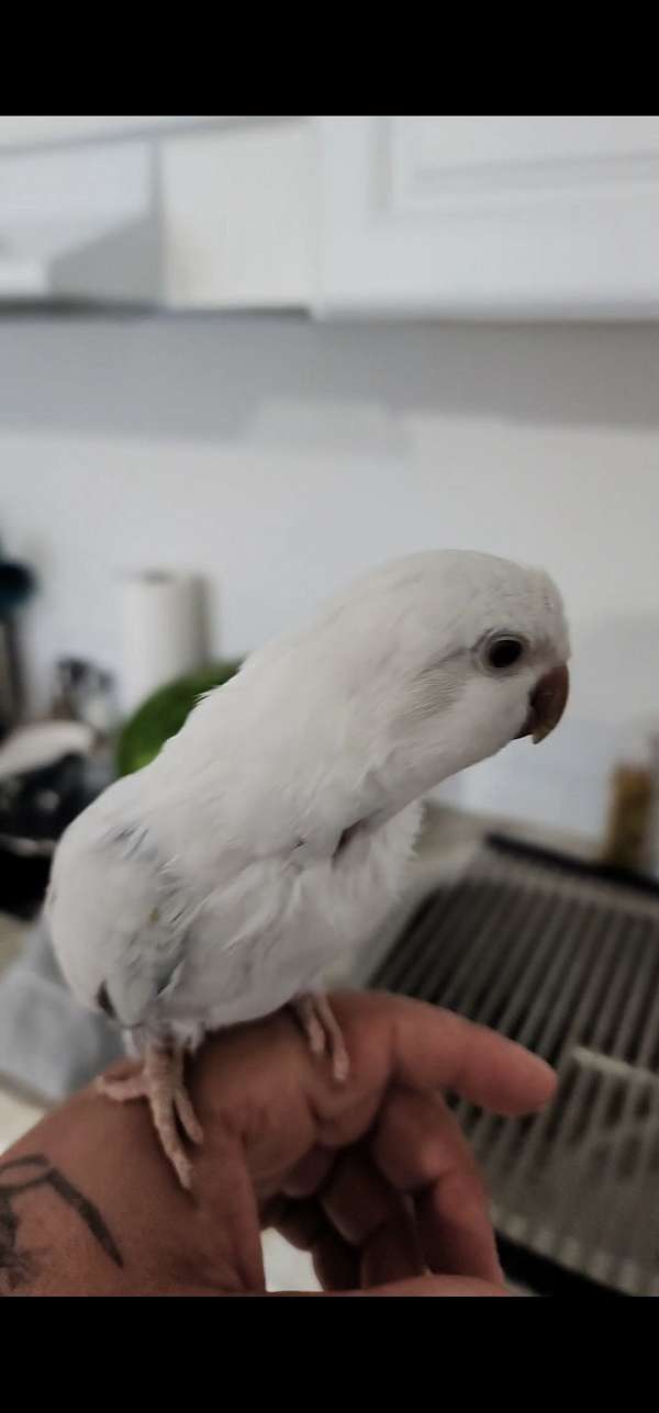 quaker-parrots-for-sale