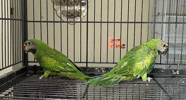 aggressive-tame-parrot-parakeet-for-sale