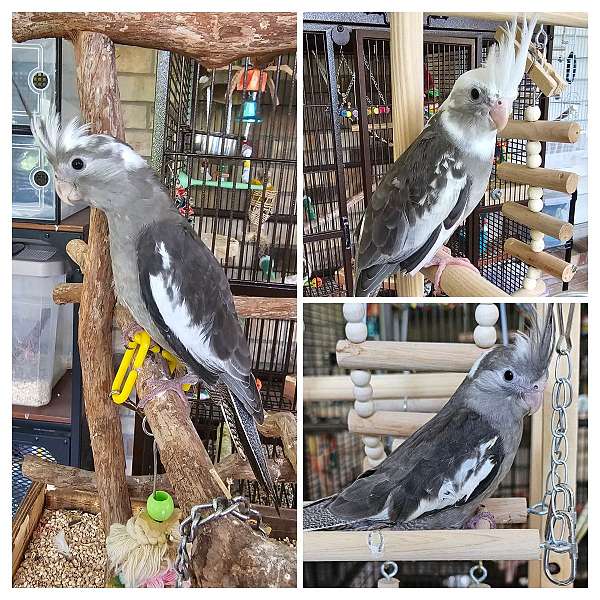 baby-bird-for-sale-in-lake-city-fl