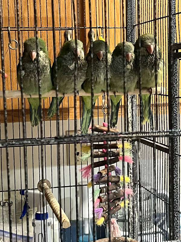 green-bird-for-sale-in-saraland-al