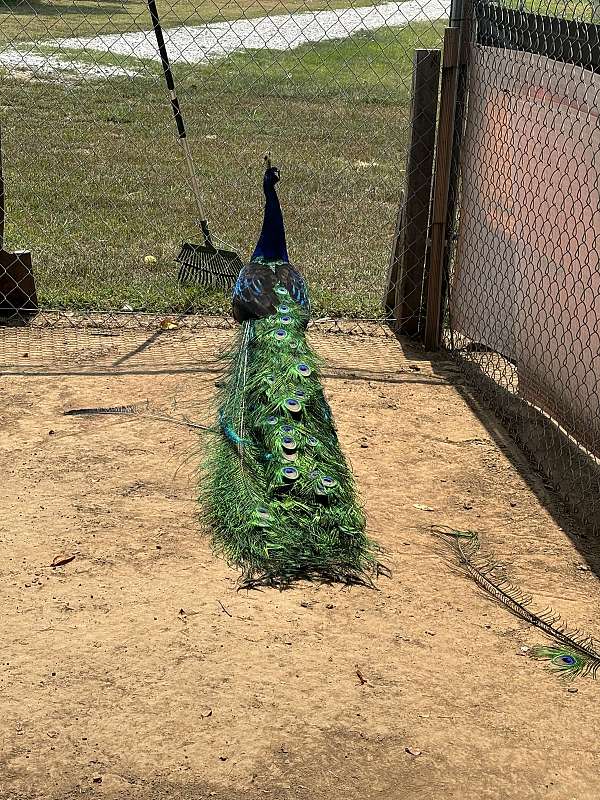 peacock-for-sale-in-warner-ok