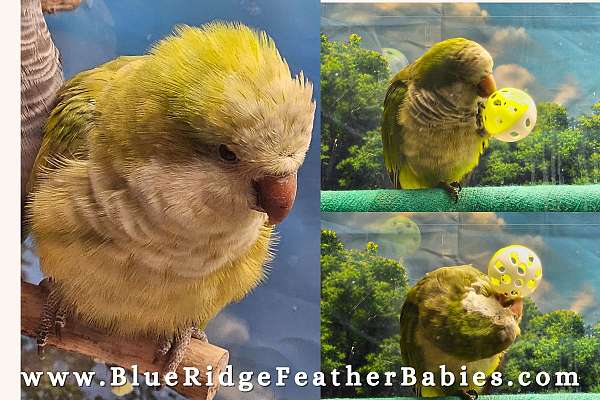 companion-talking-baby-bird