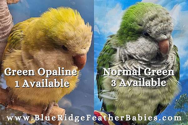 quaker-parrots-for-sale