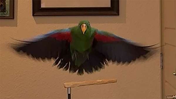 solomon-island-eclectus-parrots-for-sale-in-merced-ca