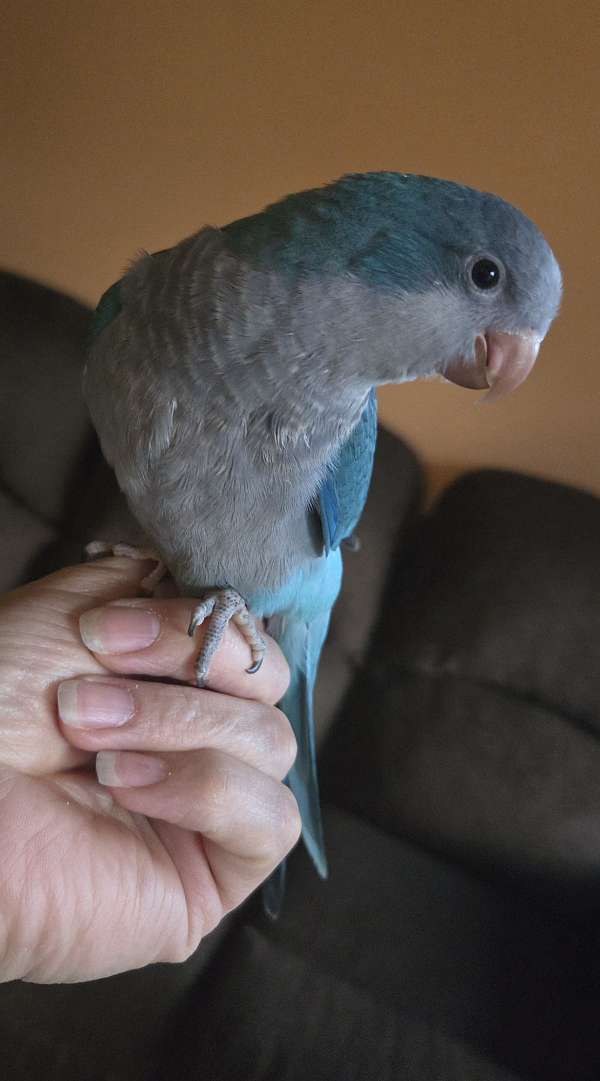 quaker-parrots-for-sale