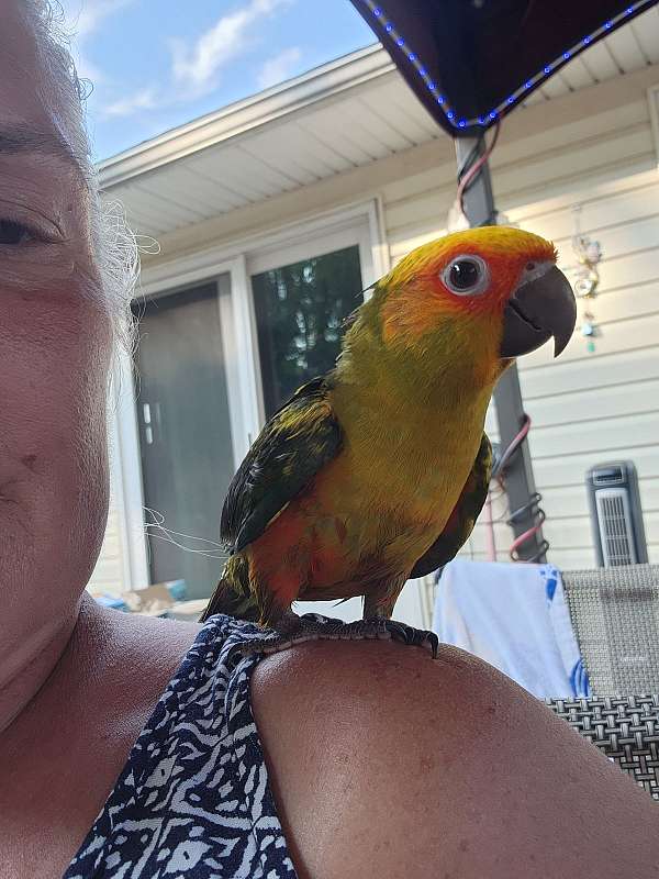 conure-for-sale-in-belair-md