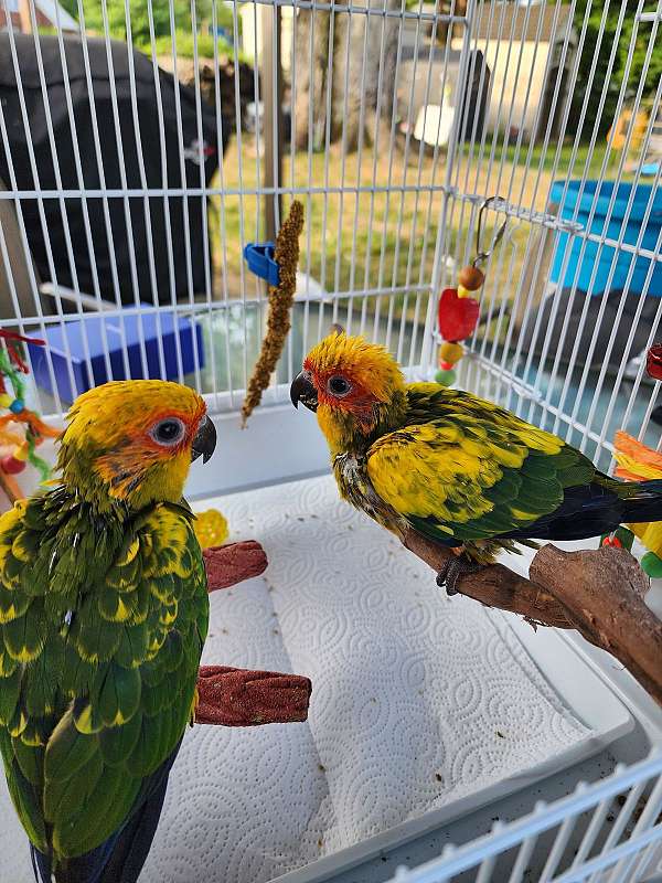 handfed-tame-bird-for-sale-in-belair-md