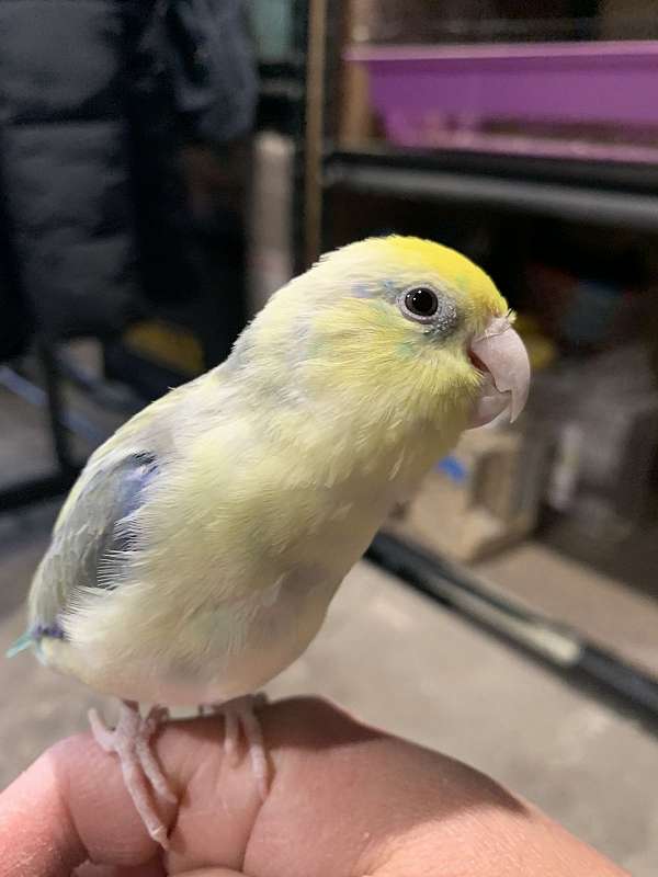 parrotlet-for-sale