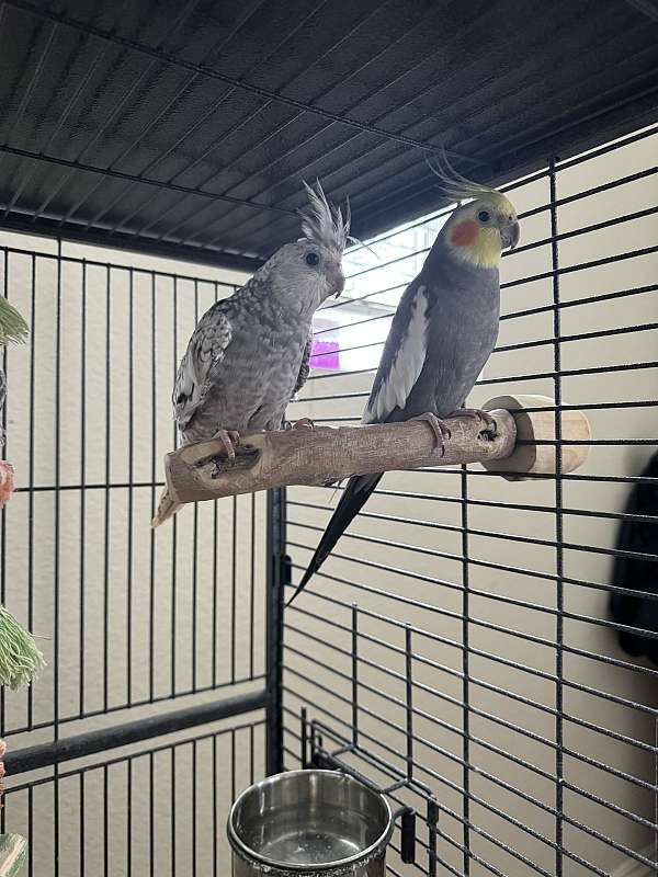 cockatiel-for-sale